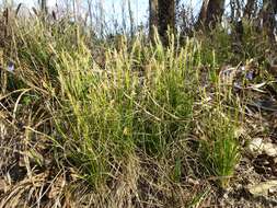 Image de Carex alba Scop.