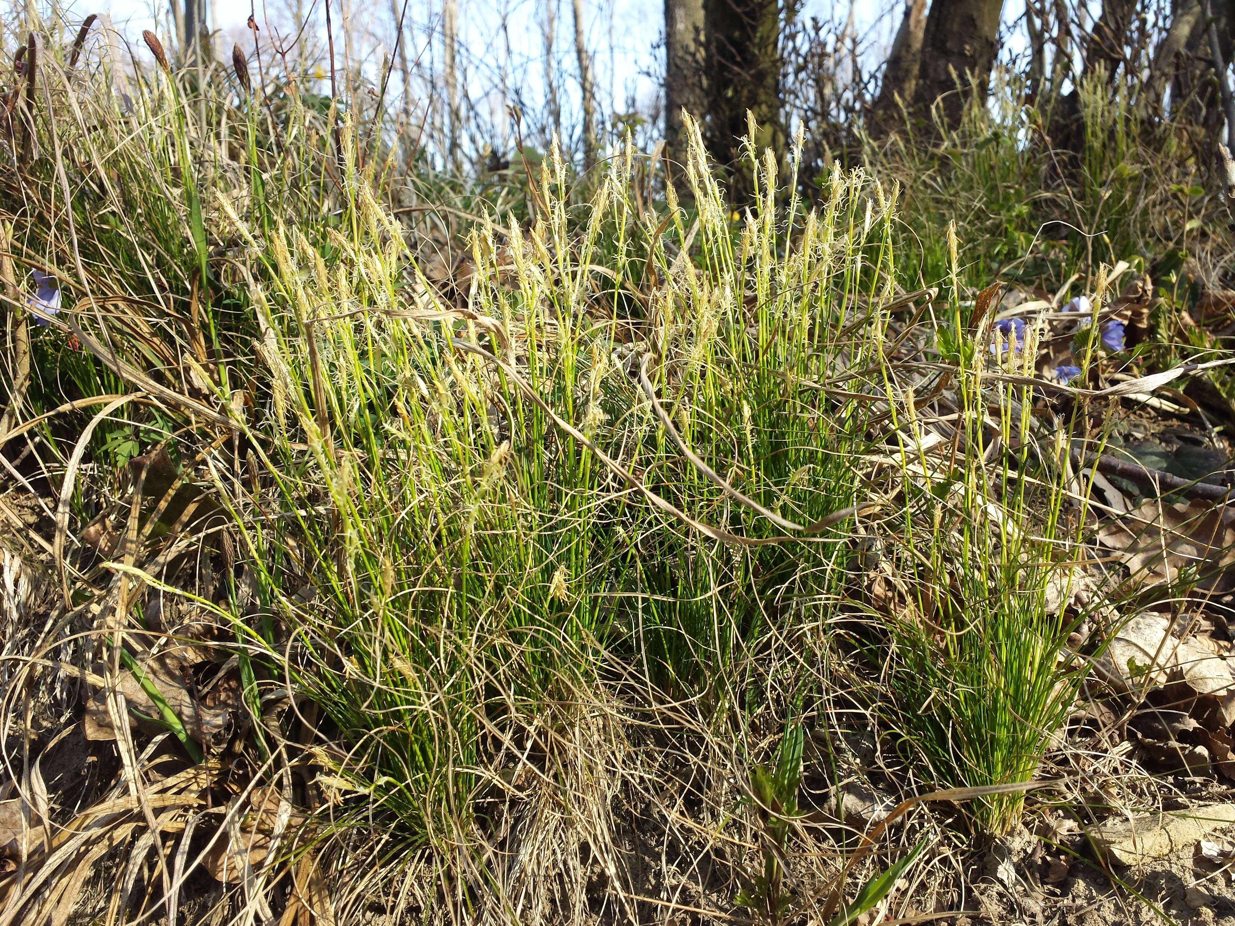 Image de Carex alba Scop.