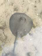 Image of river stingrays