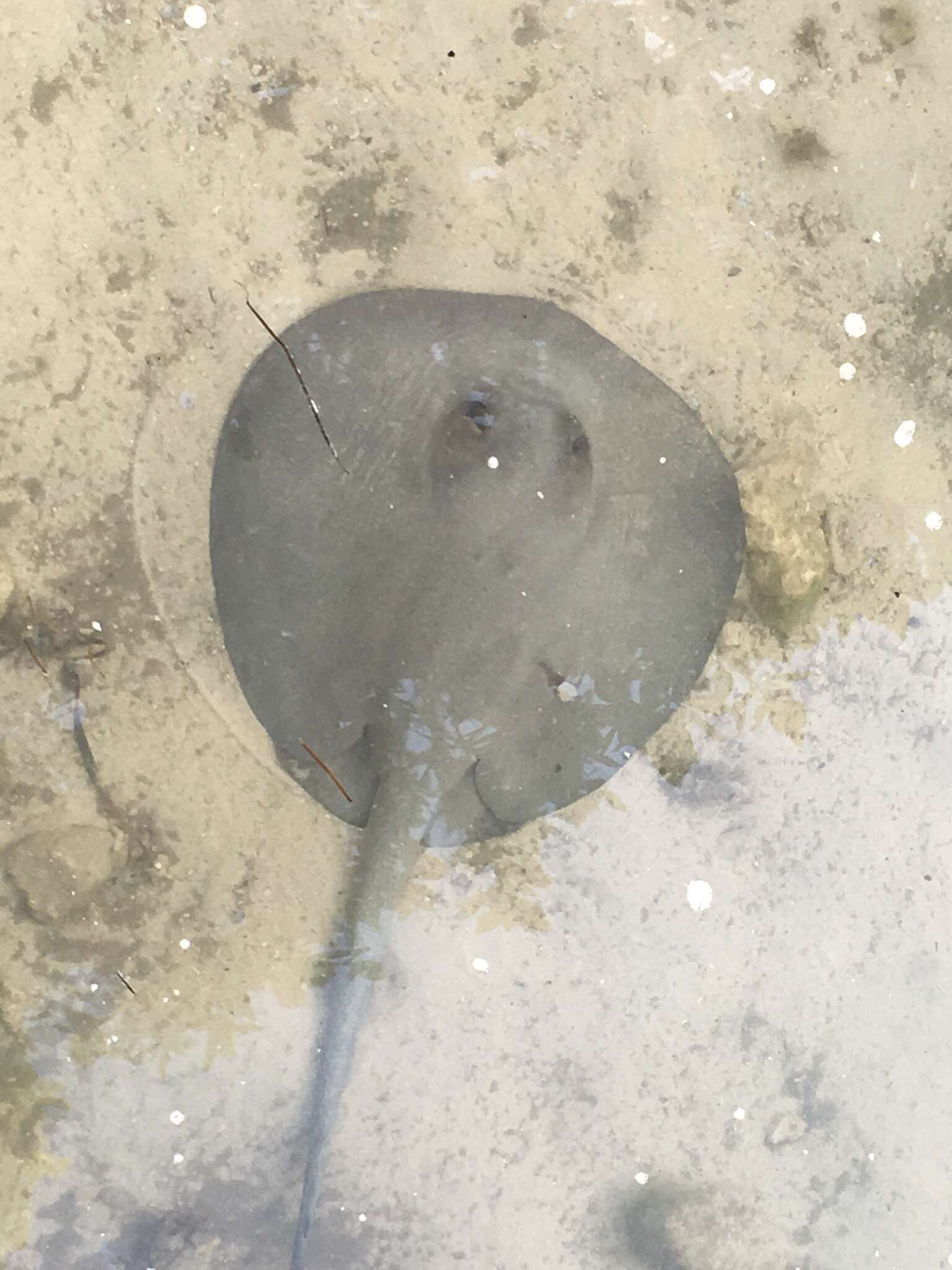 Image of river stingrays