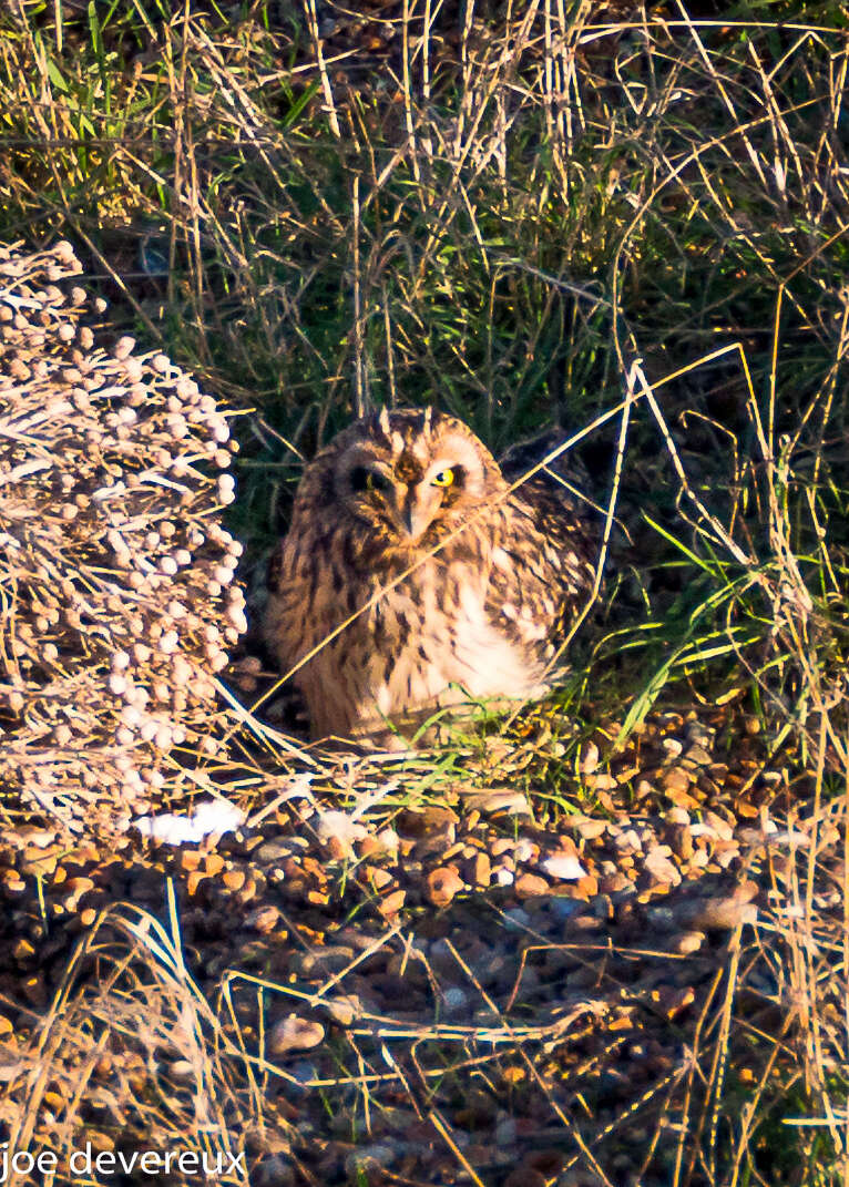 Image de Hibou des marais