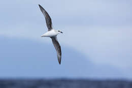 Image of White-headed Petrel