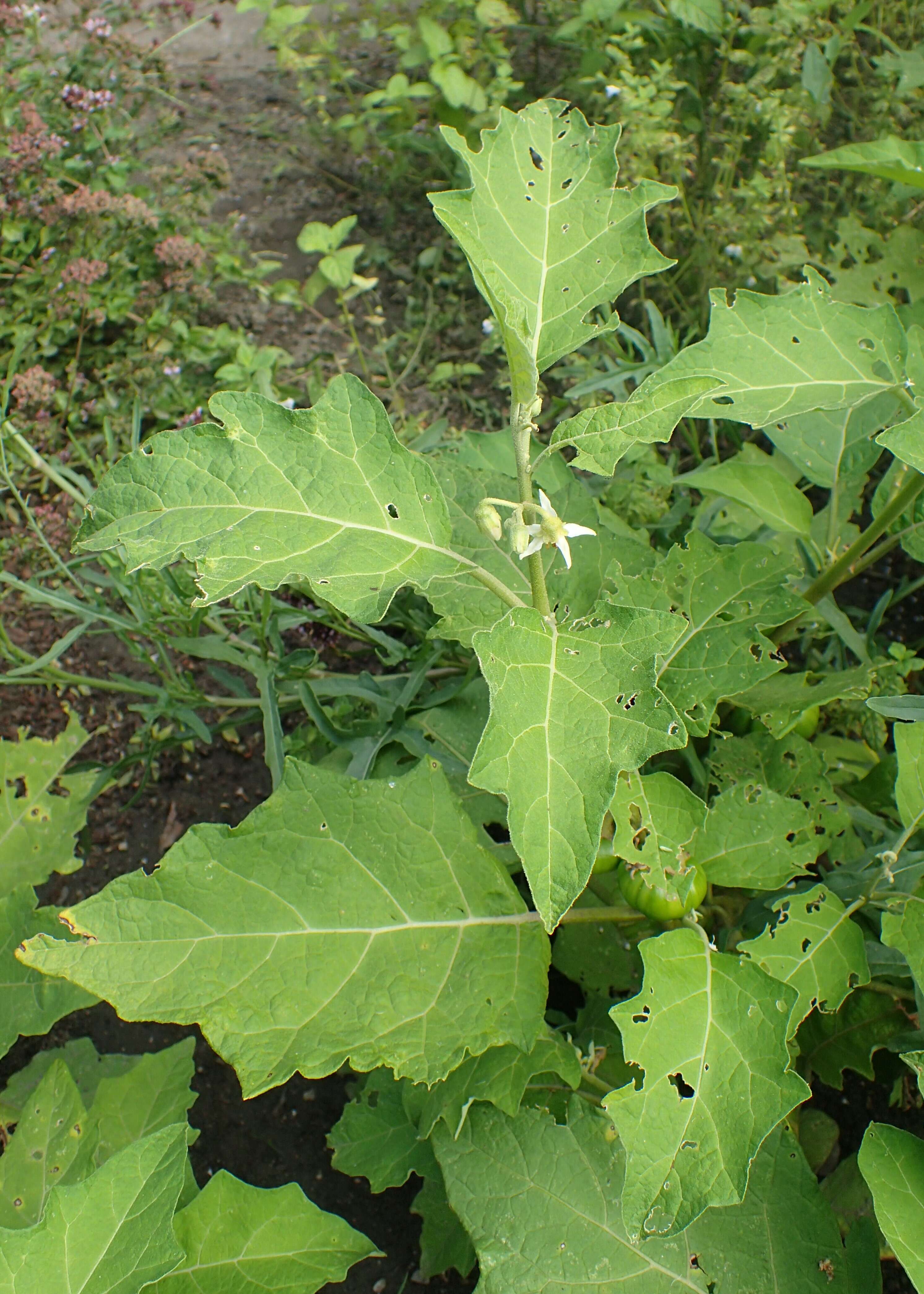 Image de Solanum aethiopicum L.