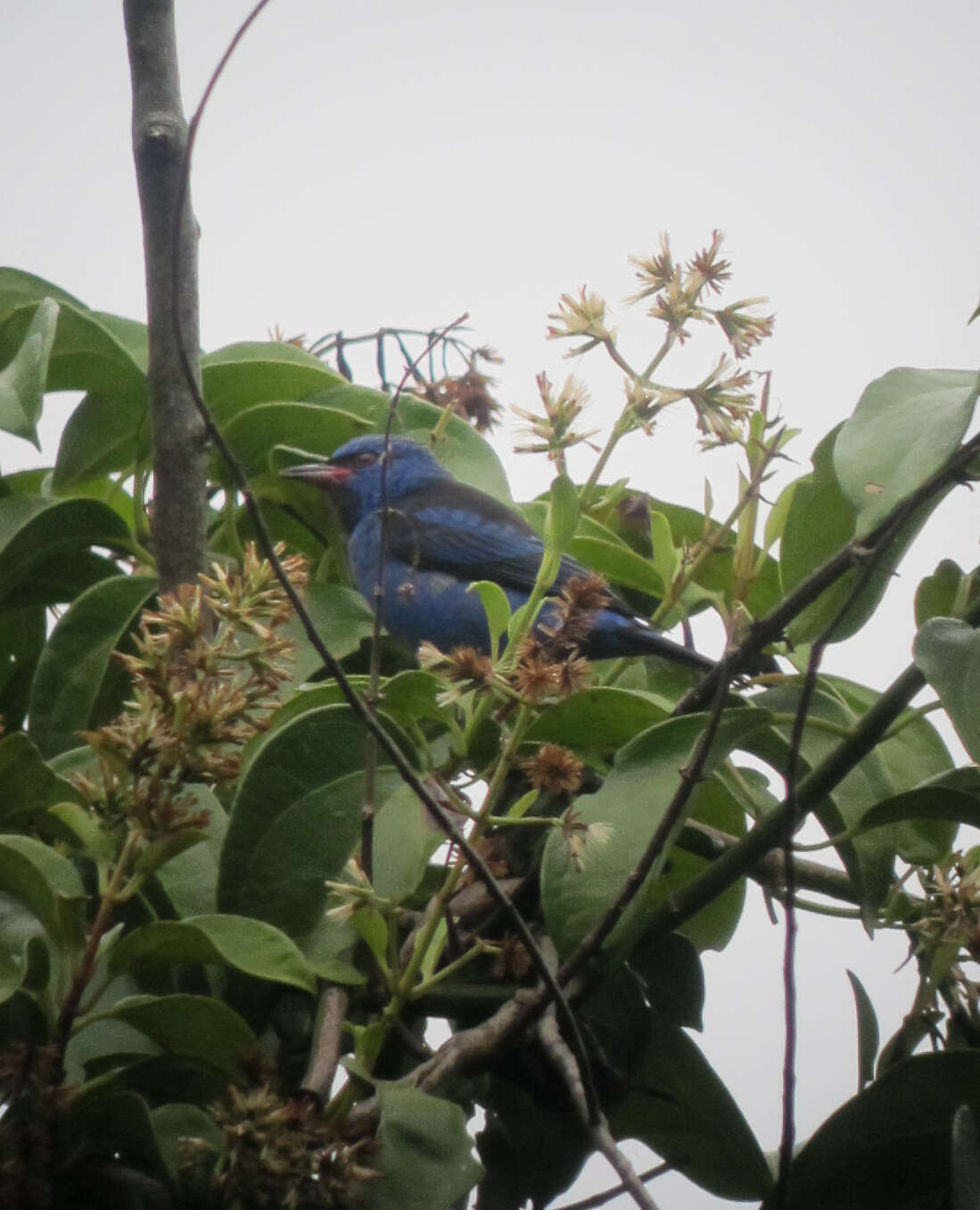 Image of Blue Dacnis