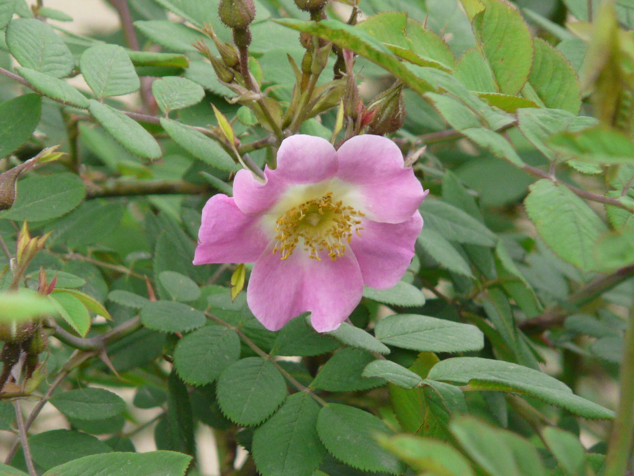 Image of Rosa macrophylla Lindl.