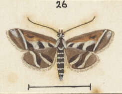 Sivun Diasemia grammalis Doubleday 1843 kuva