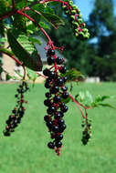 Image of American Nightshade