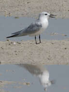 Image of Gull-billed Terns