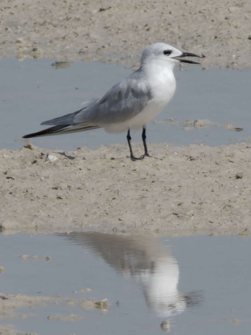 Image of Gull-billed Terns