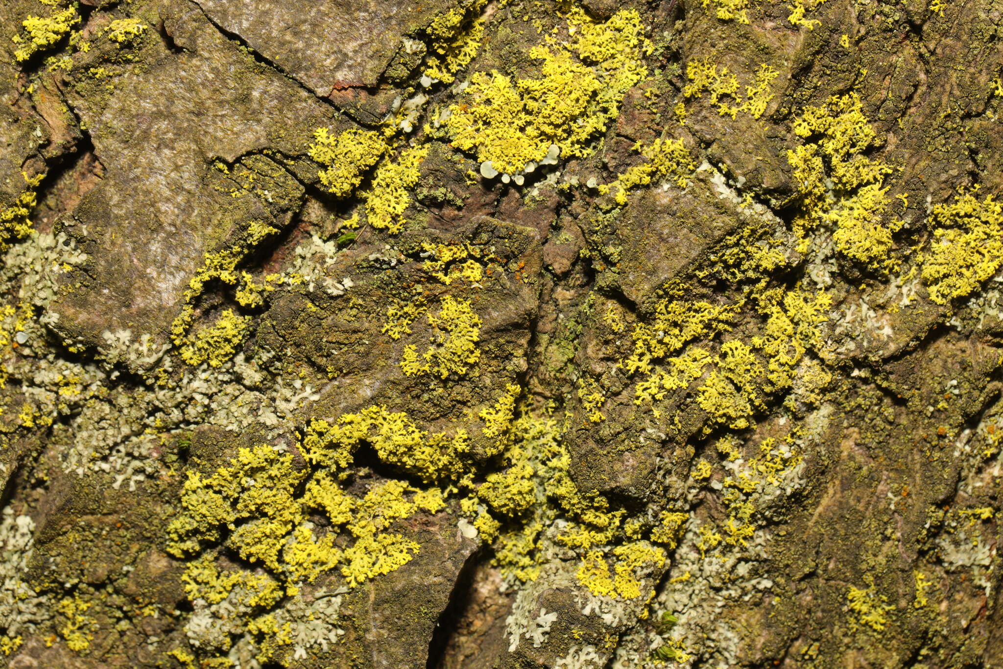 Image of lemon lichen