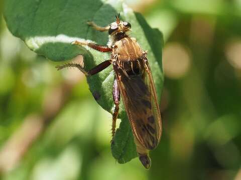 Image of Hornet robberfly