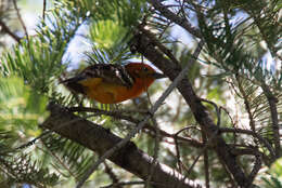 Image of Flame-colored Tanager