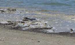 Image of California Gull