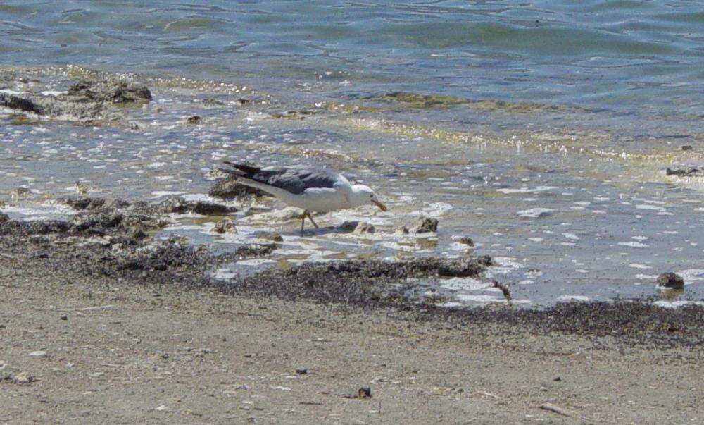 Image of California Gull