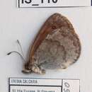 Image of Erebia calcarius