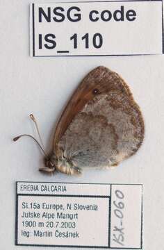 Image of Erebia calcarius