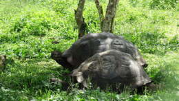 Image of Galapagos giant tortoise