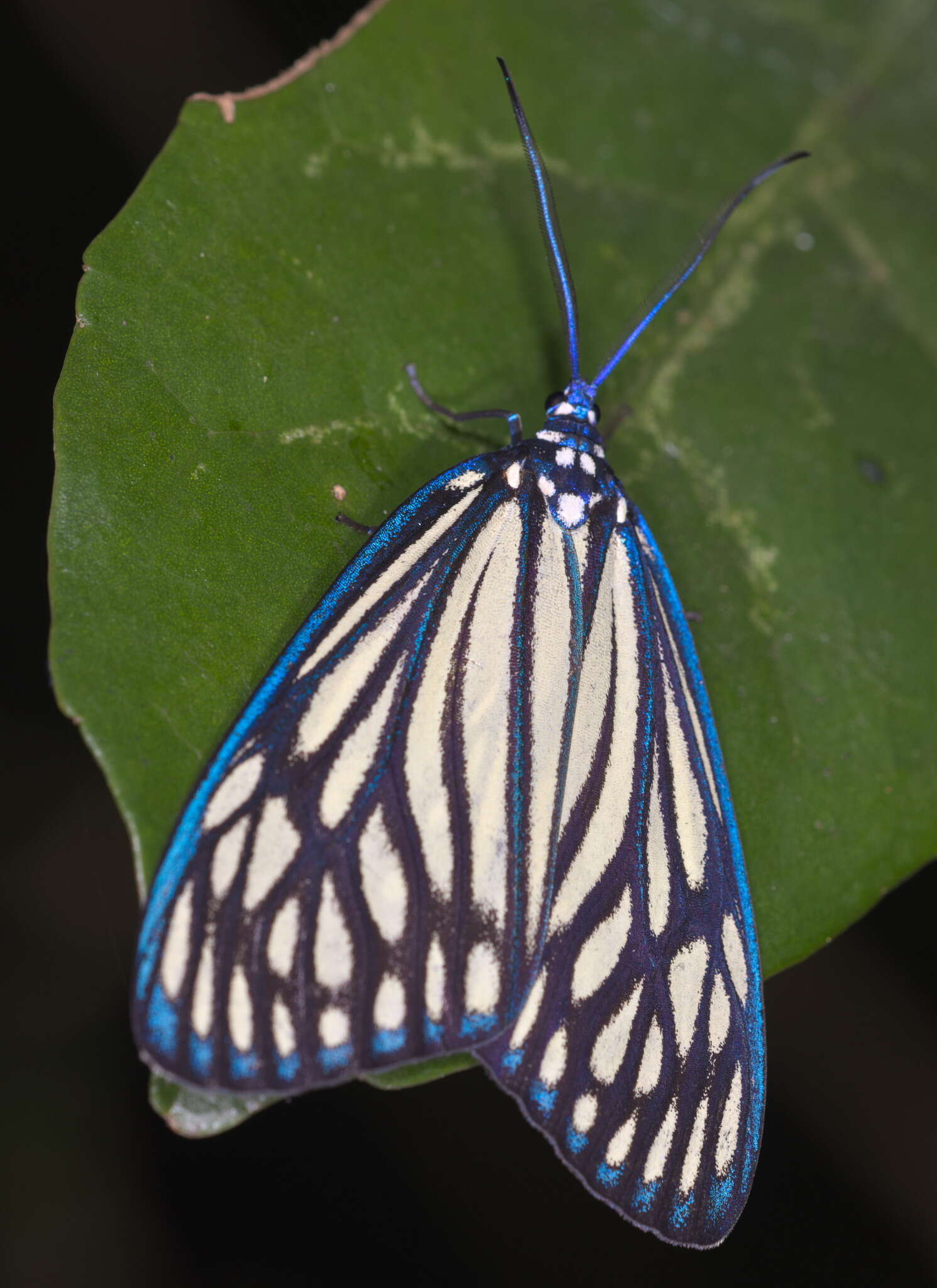 Image of Drury's Jewel