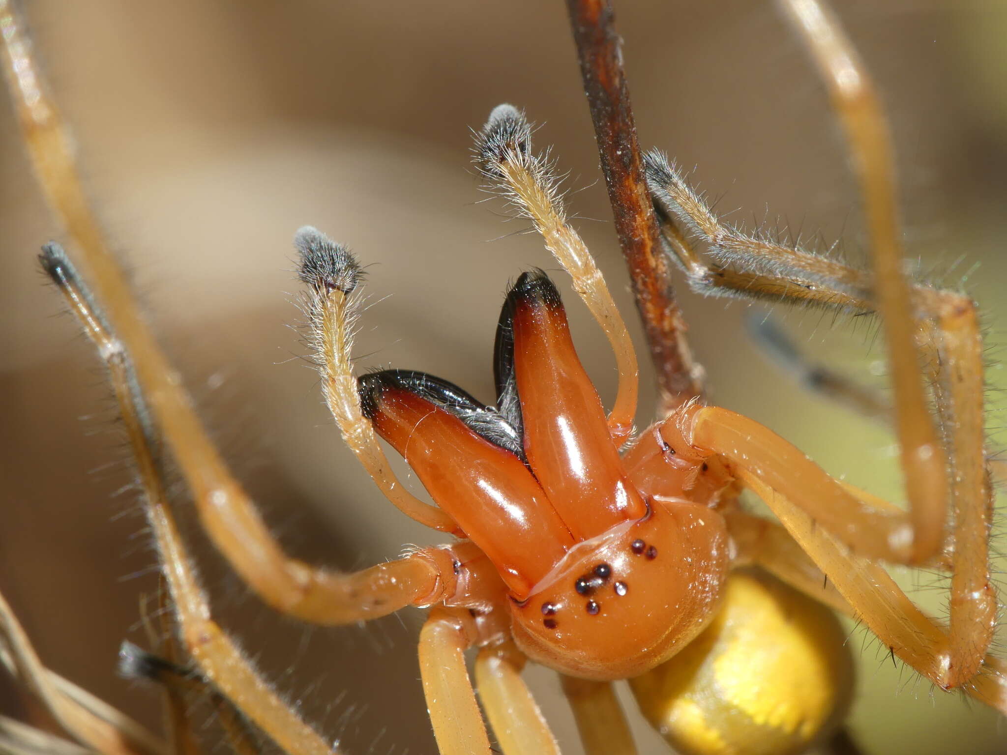 Слика од Cheiracanthium punctorium (Villers 1789)