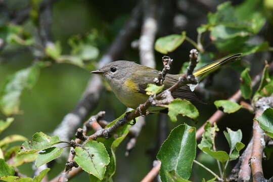 Image of American Redstart