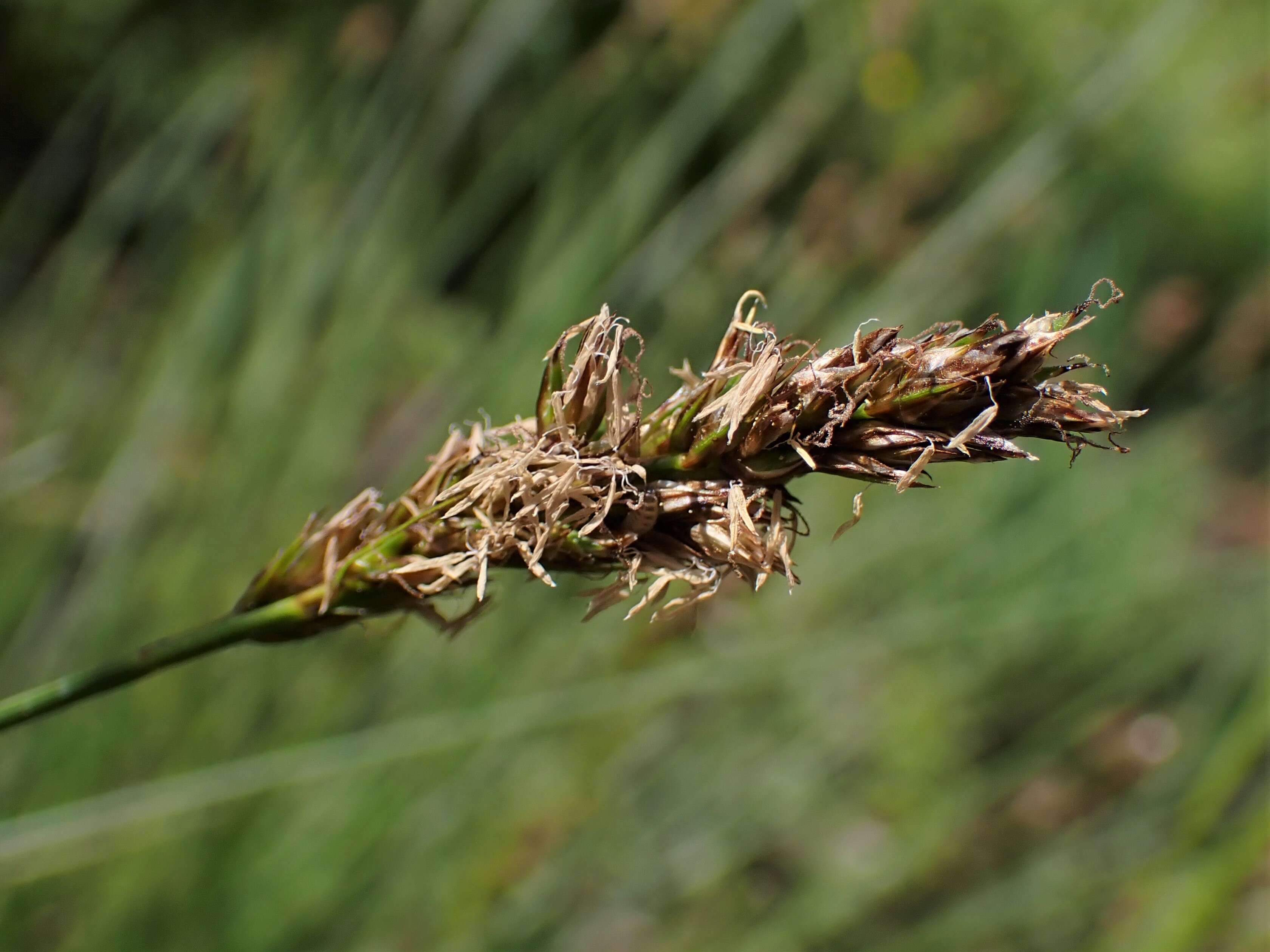 Image of fibrous tussock-sedge