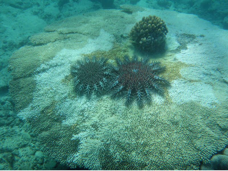 Image of crown of thorns starfishes