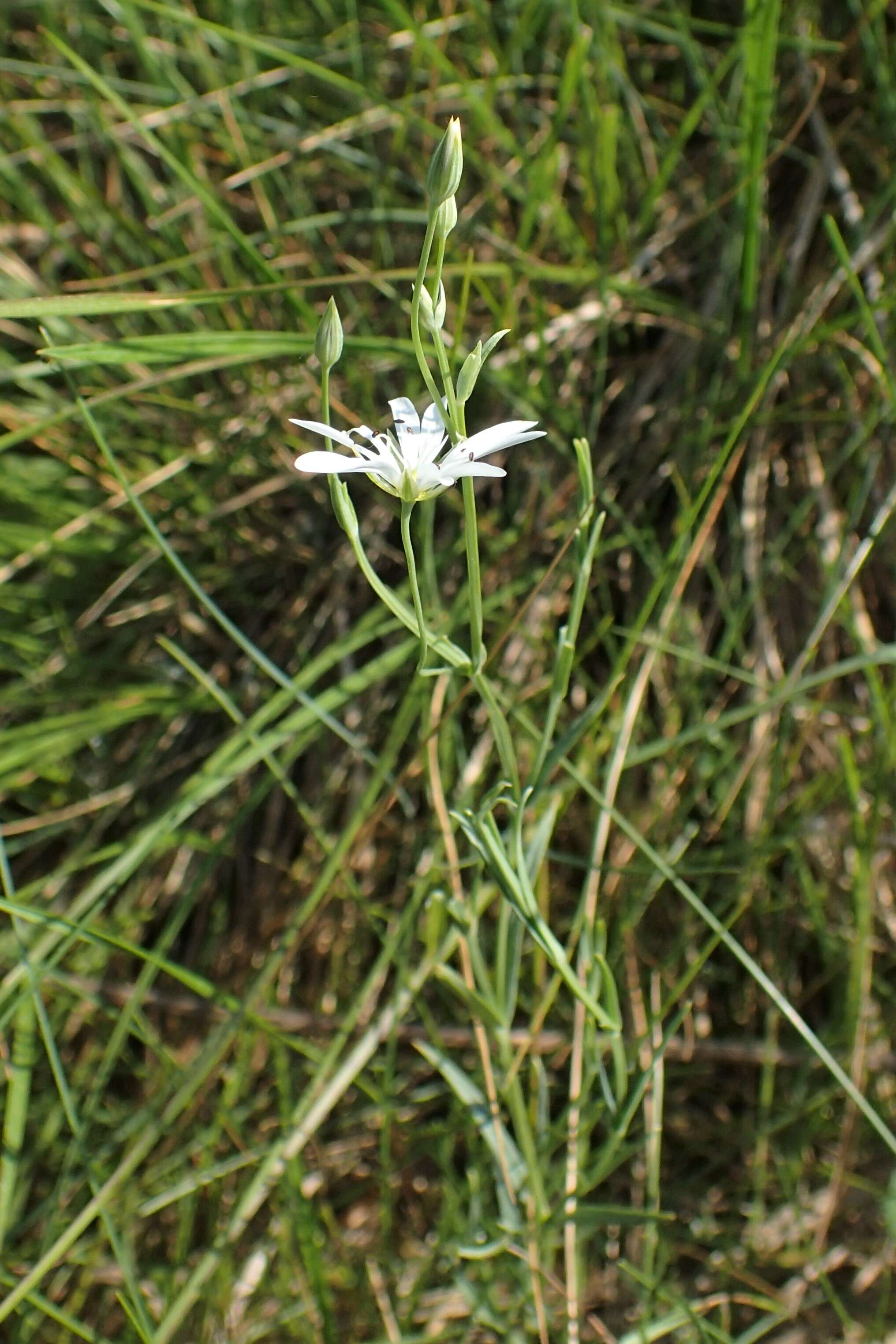 صورة Stellaria palustris Ehrh. ex Retz.