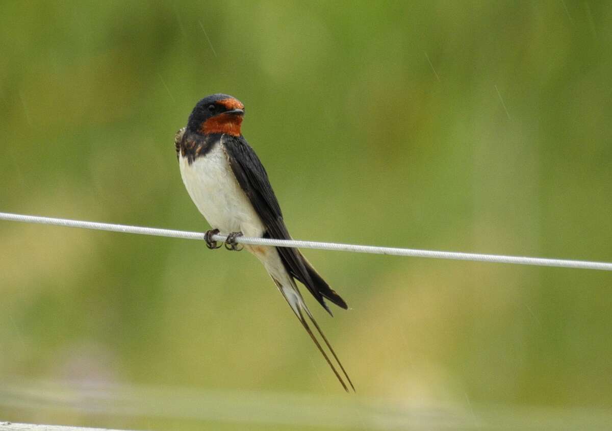 Image of Hirundo Linnaeus 1758