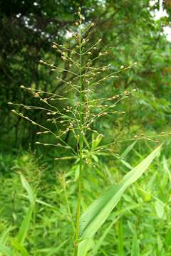 Plancia ëd Panicum clandestinum L.