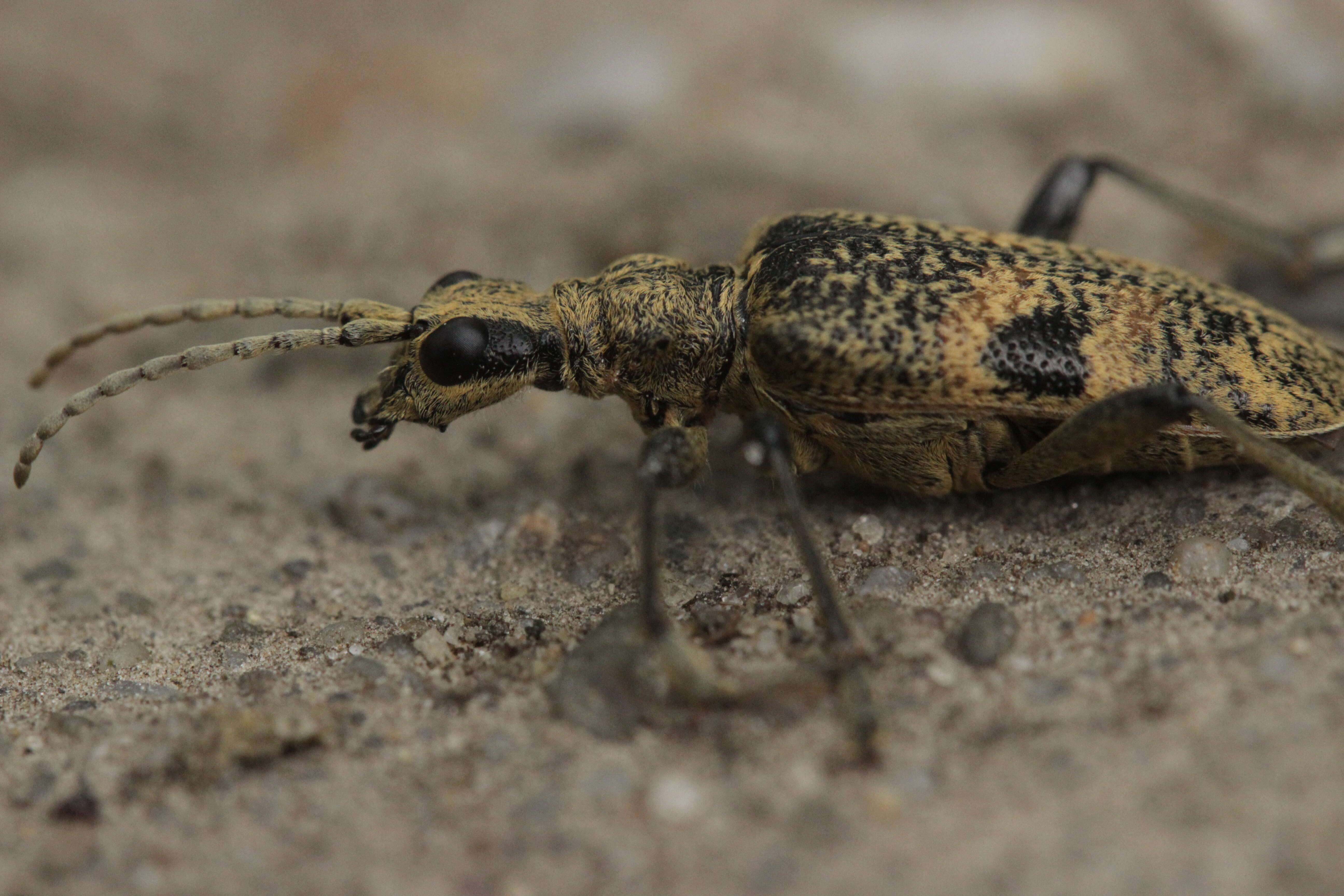 Image of Blackspotted Pliers Support Beetle