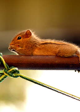 Image of Indian palm squirrel