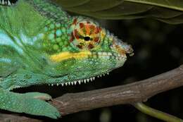 Image of Panther Chameleon