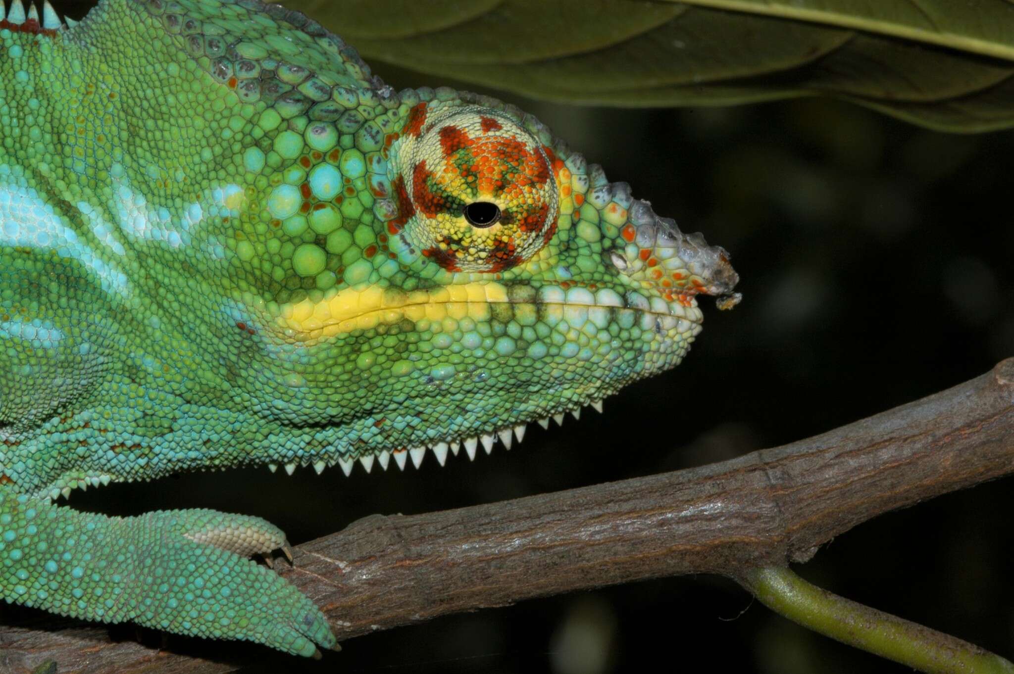 Image of Panther Chameleon