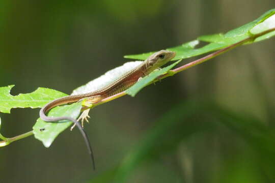 Image of Japanese Grass Lizard