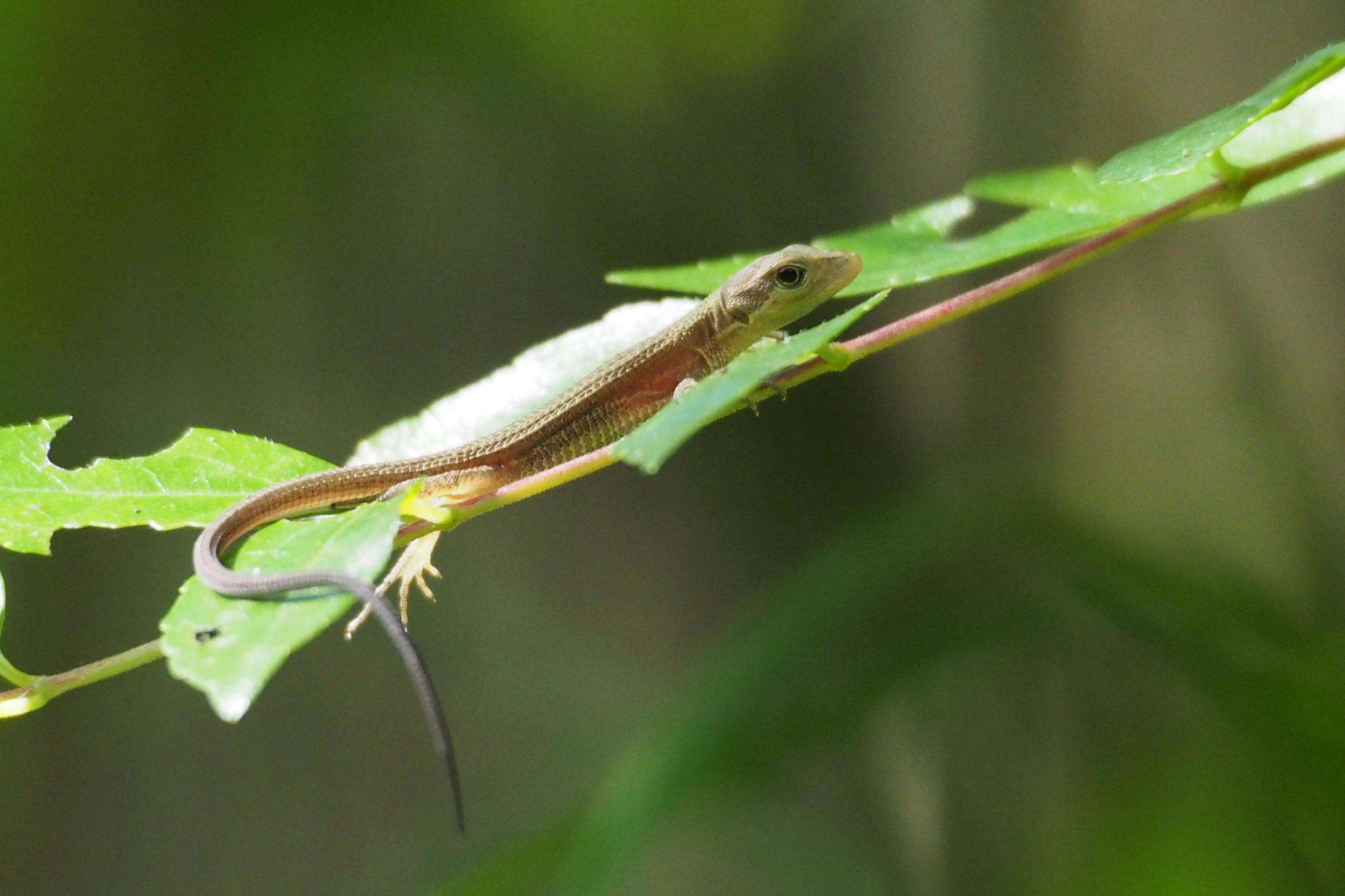 Image of Japanese Grass Lizard