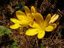 Image of winter daffodil