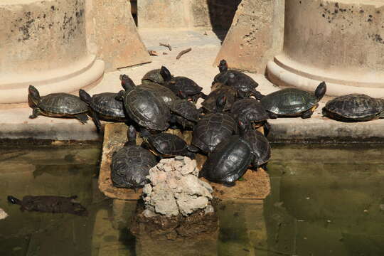 Image of slider turtle, red-eared terrapin, red-eared slider