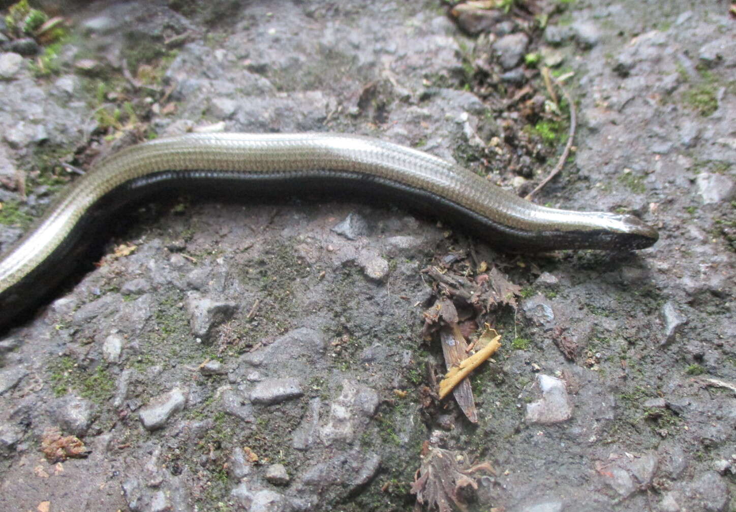 Image of Slow worm