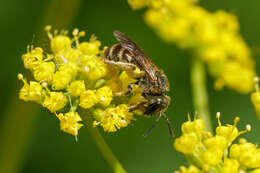 Image of Halictus confusus Smith 1853