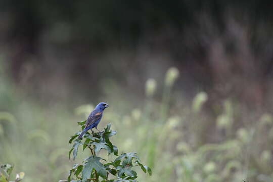 Image of Blue Grosbeak