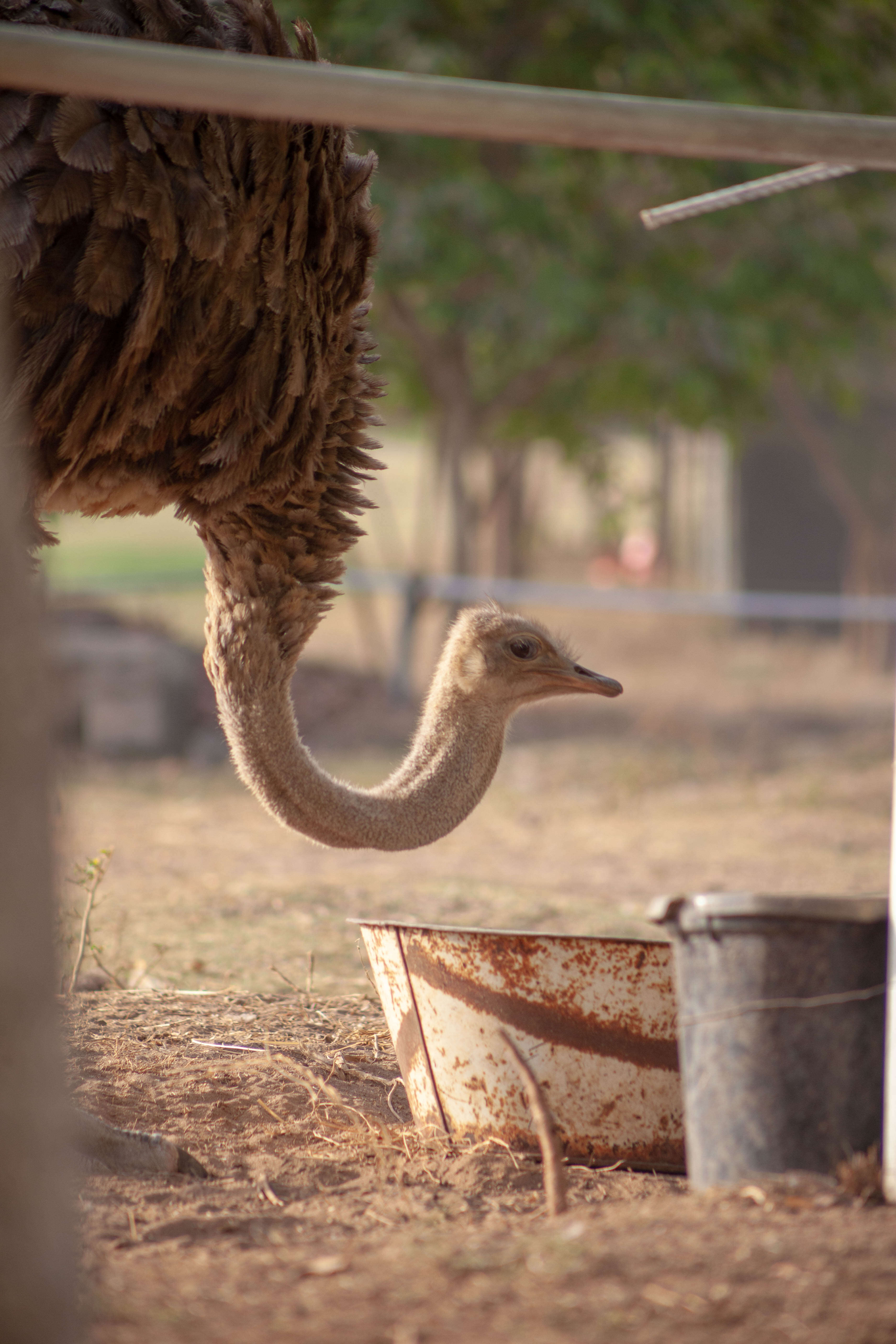 Image of ostriches