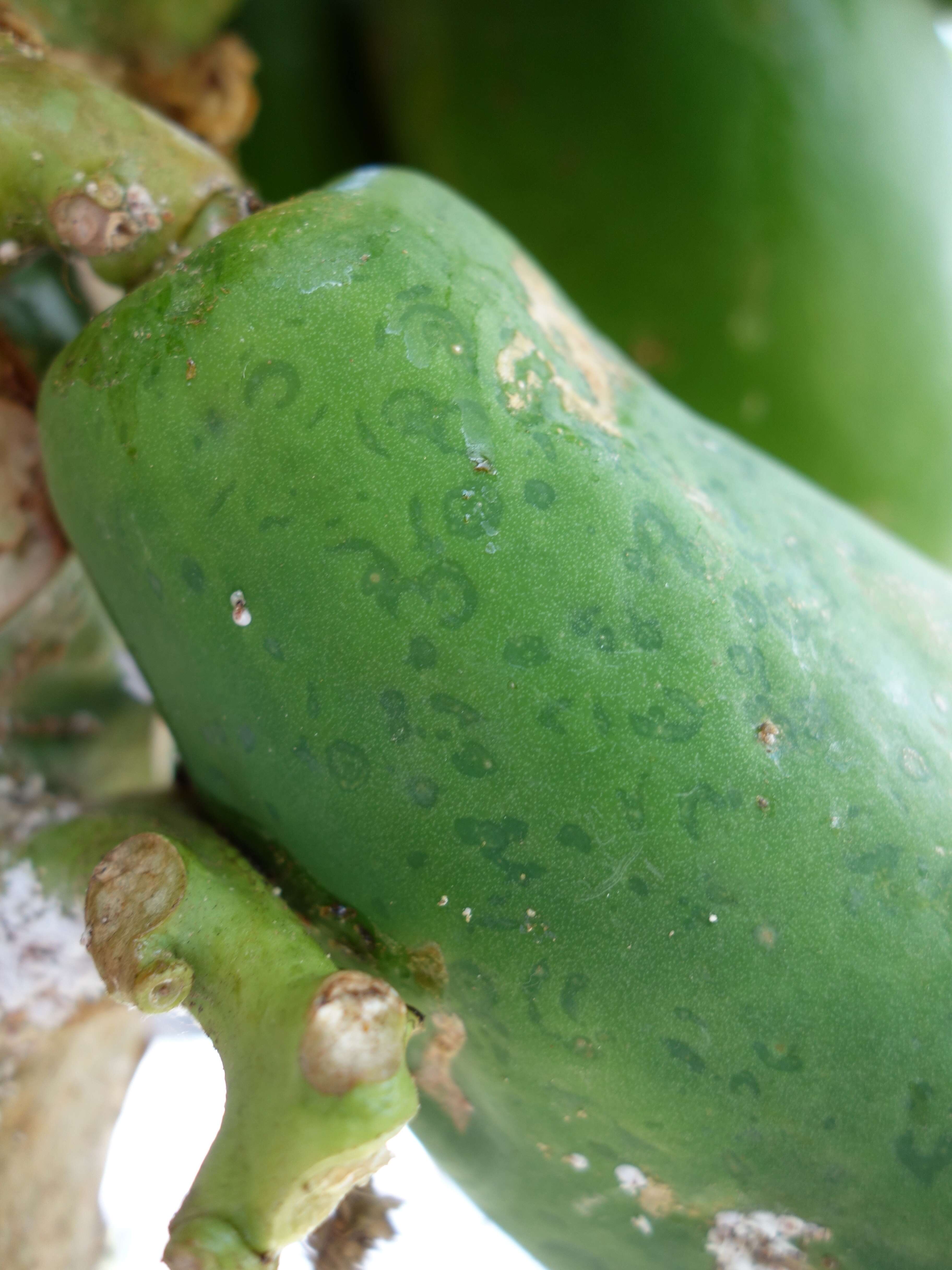 Image of Papaya ringspot virus