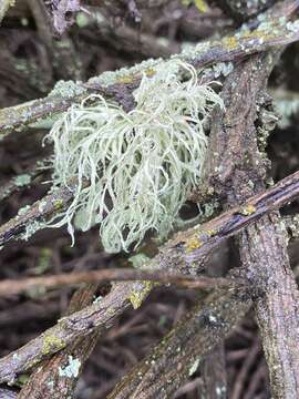 Image of farinose cartilage lichen