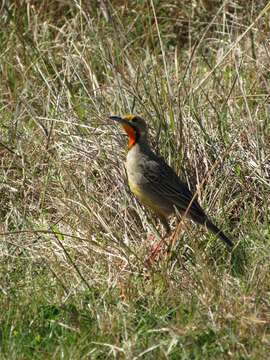 Image of Cape Longclaw