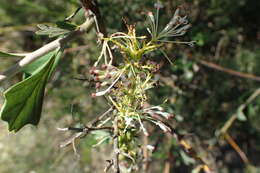 Image of Hakea varia R. Br.