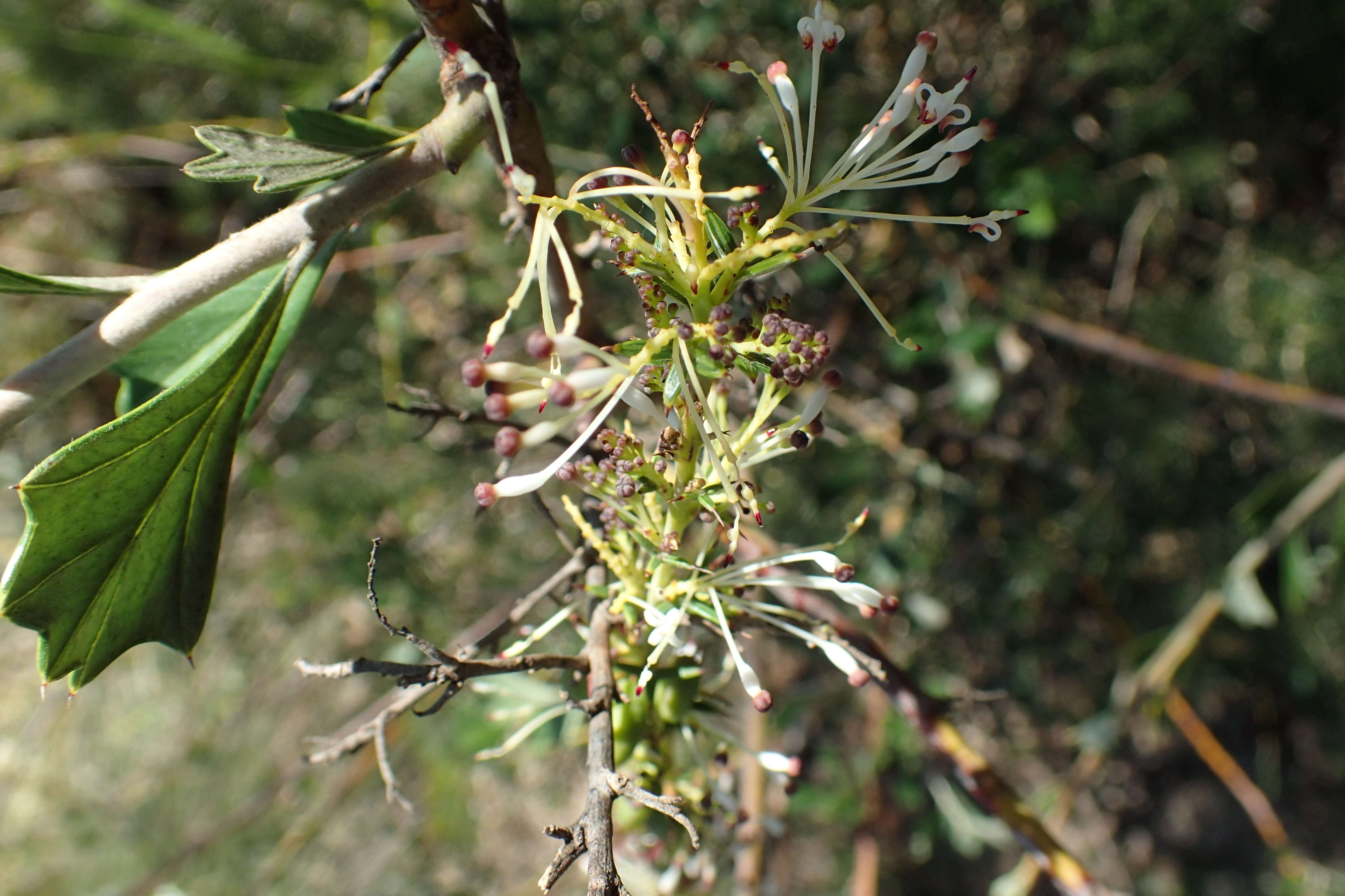 Image of Hakea varia R. Br.