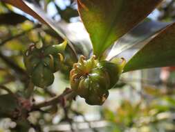 Imagem de Illicium anisatum L.