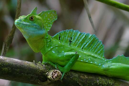 Image of Green Basilisk