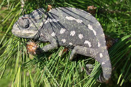 Image de Caméléon commun