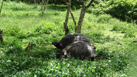 Image of Galapagos giant tortoise